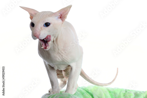 Obraz na plátně Peterbald hairless cat on the green sofa