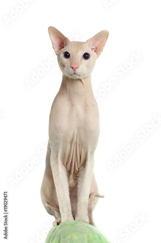 Photos Peterbald hairless cat on the green sofa