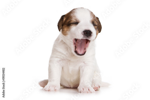 Jack Russell terrier puppy on white