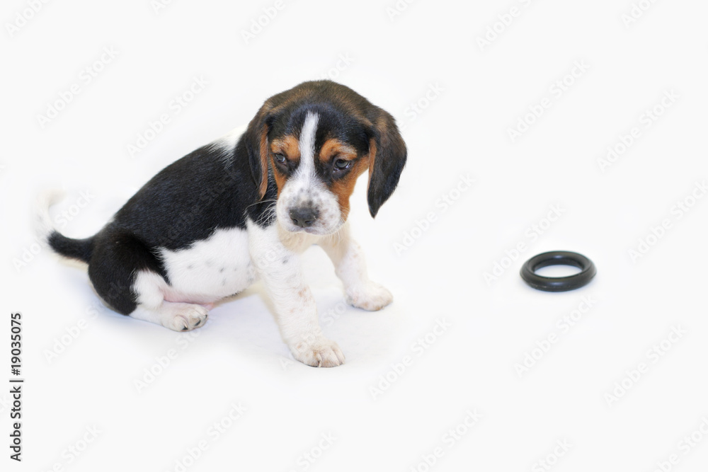 Tri-colored beagle puppy sitting isolated on white background