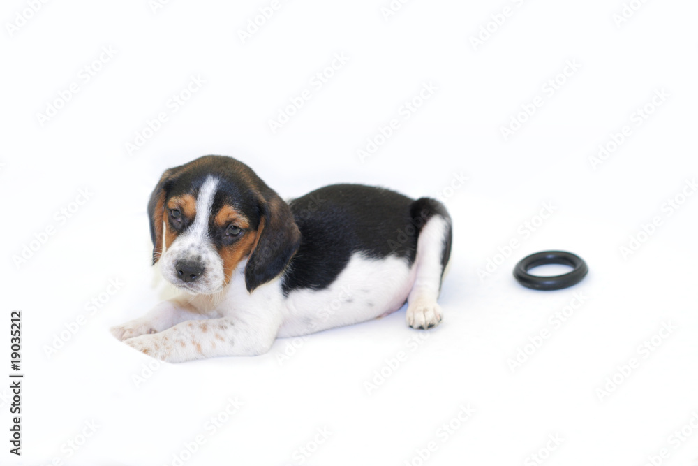 Tri-colored beagle puppy laying isolated on the white background