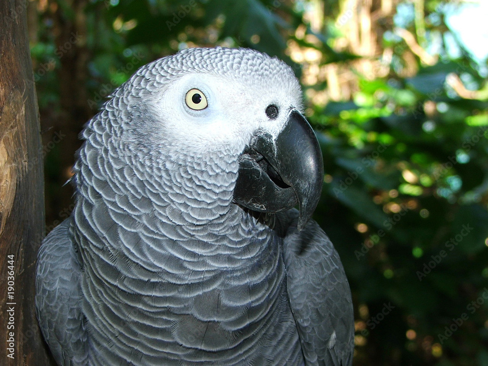 Fototapeta premium Awesome tropical birds in the Carribean