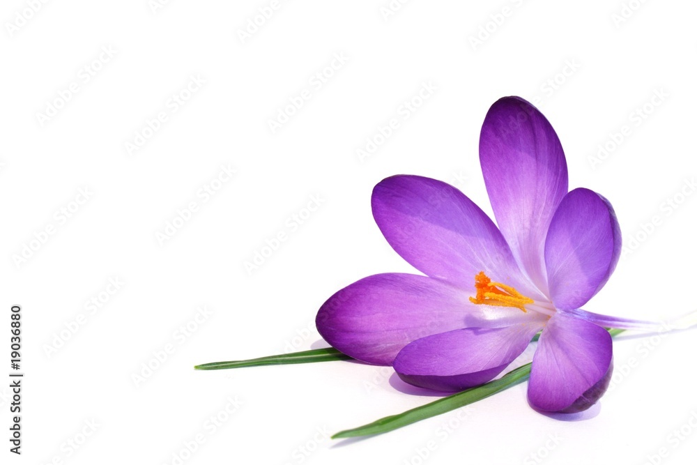 Frühlingsblume Frühlingsblume