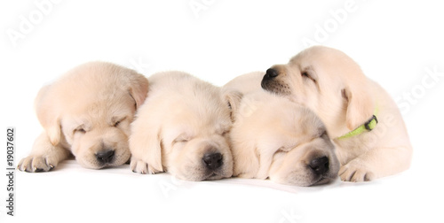 Four sleeping labrador puppies