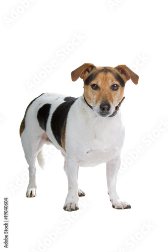 old jack russel terrier dog