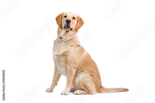 golden retriever isolated on white background