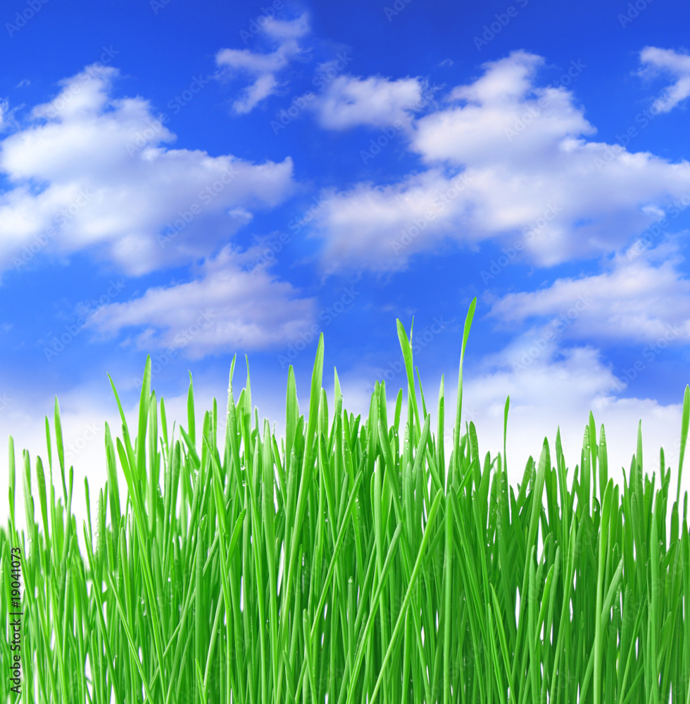 Fototapeta premium Close up of the green grass on white background