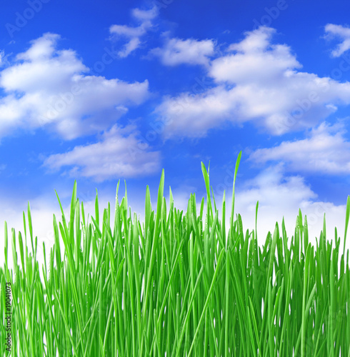 Close up of the green grass on white background