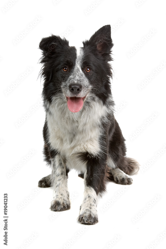 border colllie dog isolated on white border colllie dog isolated on white