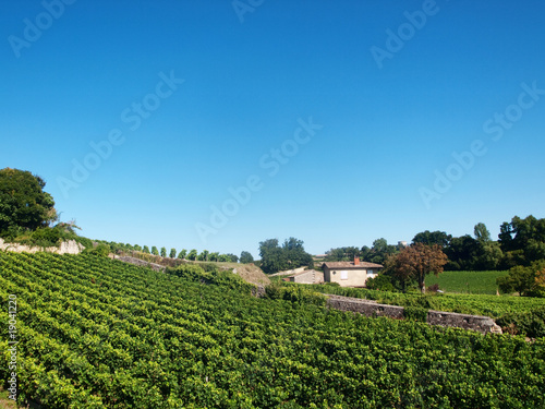 Vineyard