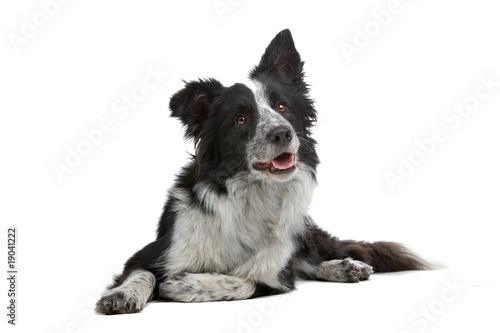 border colllie dog isolated on white photo