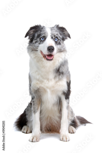 Fototapeta Naklejka Na Ścianę i Meble -  border colllie dog isolated on white