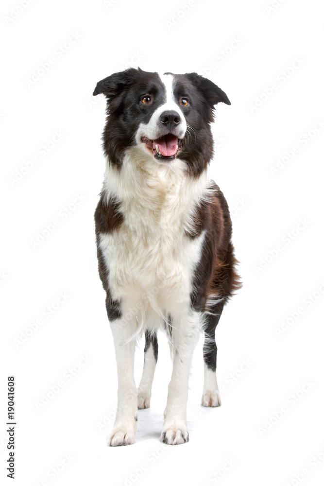 border colllie dog isolated on white border colllie dog isolated on white