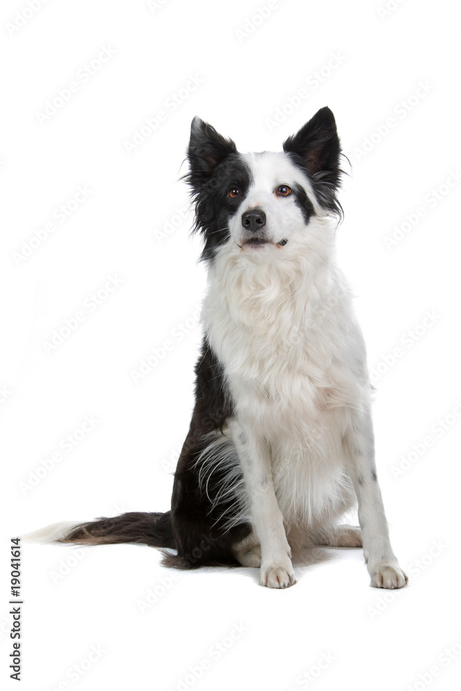 border colllie dog isolated on white