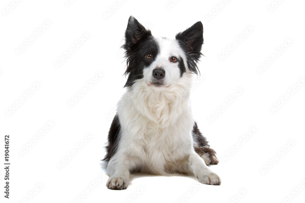 Obraz premium border colllie dog isolated on white