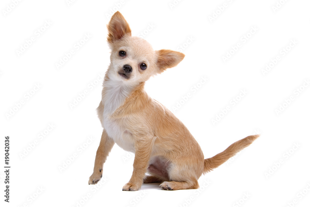 Obraz premium Chihuahua isolated on white