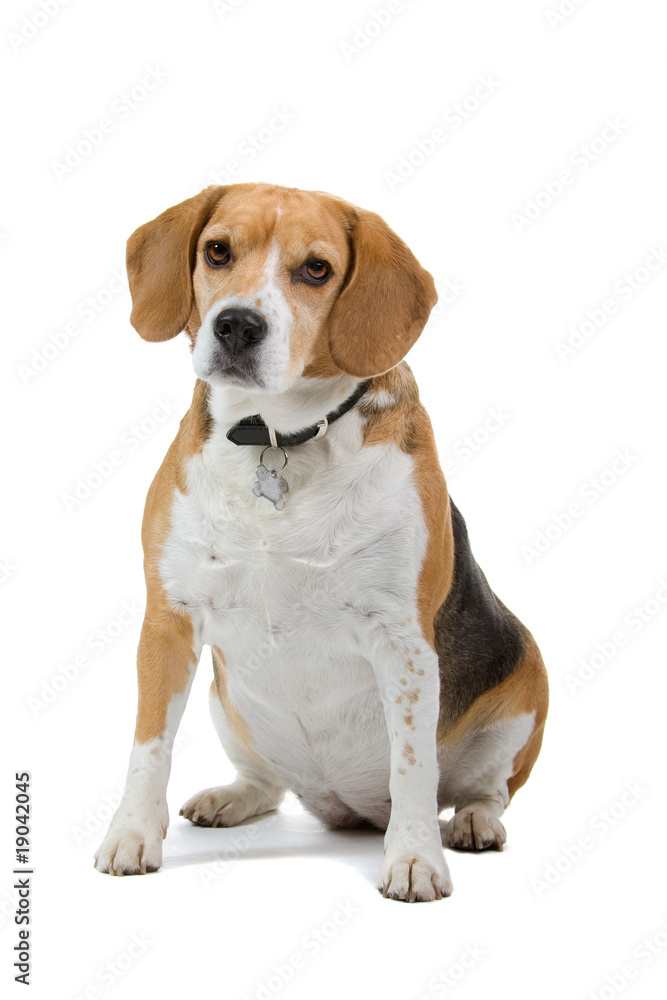 beagle dog isolated on a white background