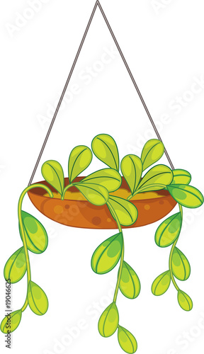 plant