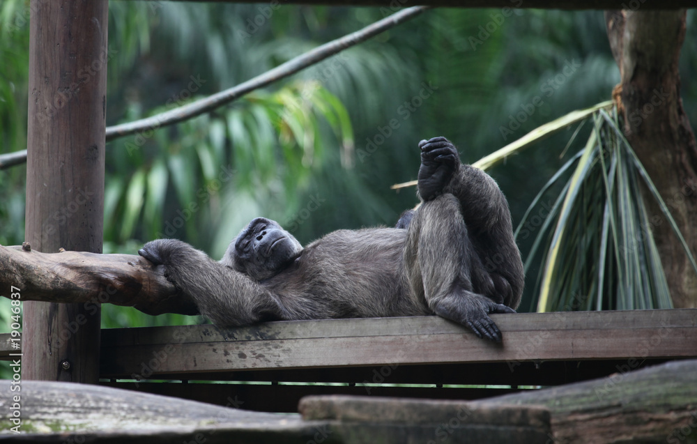 Obraz premium monkey