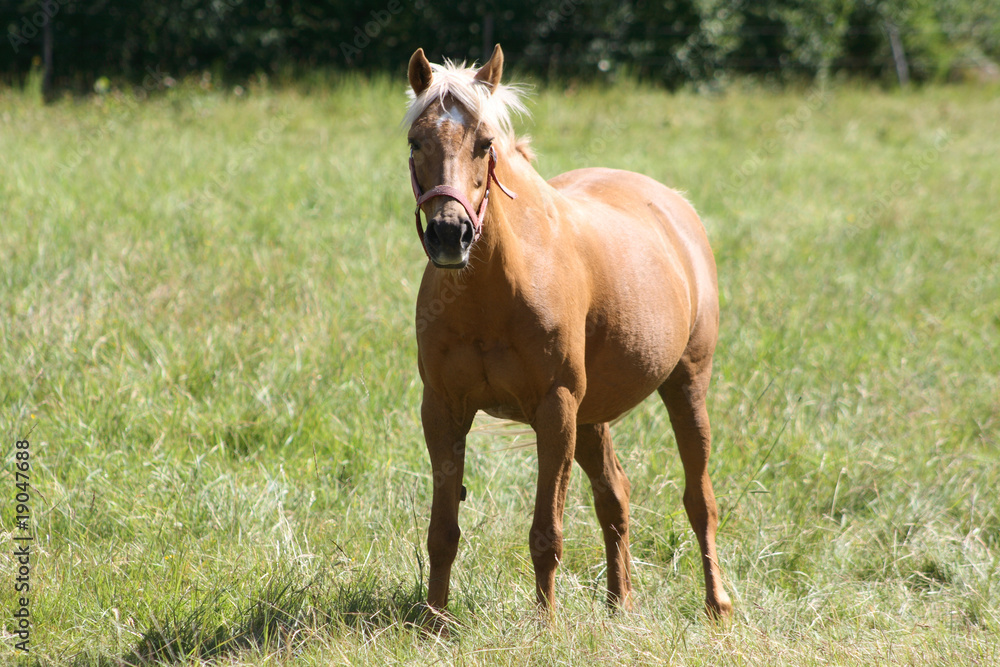 Obraz premium Brown horse