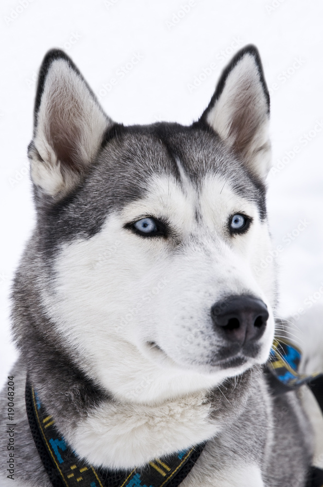 Husky with only Blue eyes