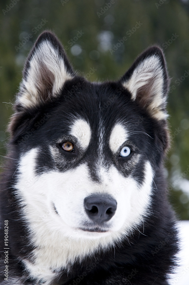 Husky mit einem Braunen Auge und einem Blauen Auge