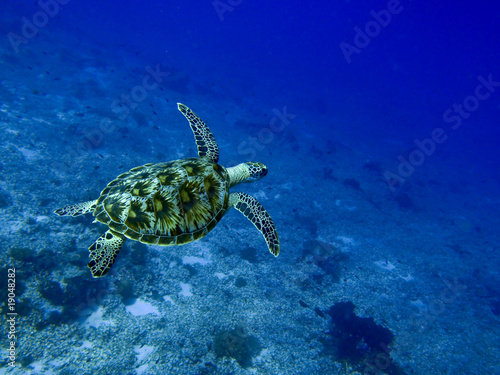 Meeresschildkröte im tropischen Ozean