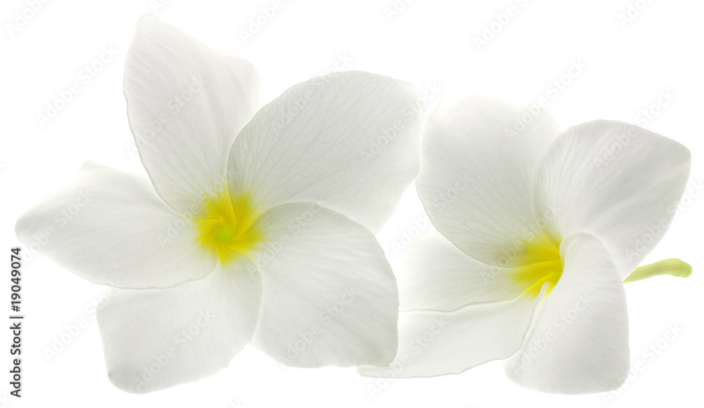 fleurs blanches frangipanier fond blanc fleurs blanches frangipanier fond blanc