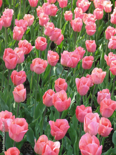 Fototapeta Naklejka Na Ścianę i Meble -  Flores Parque Nacional Holanda 01
