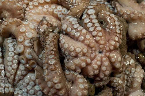 Fresh octopus on market stall of Venetian Rialto Fish market