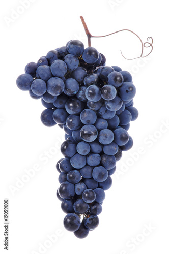Bild auf Leinwand uva grappolo vendemmia ricciolo tralcio nera