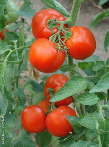 Tomatoes