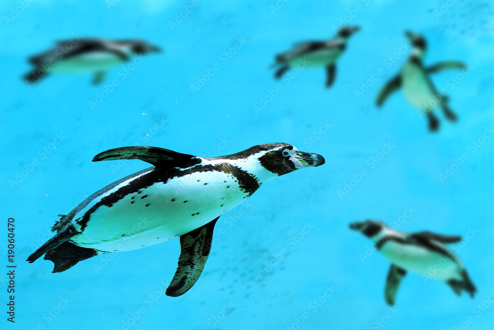 Obraz premium Manchot de Humboldt nageant sous l'eau