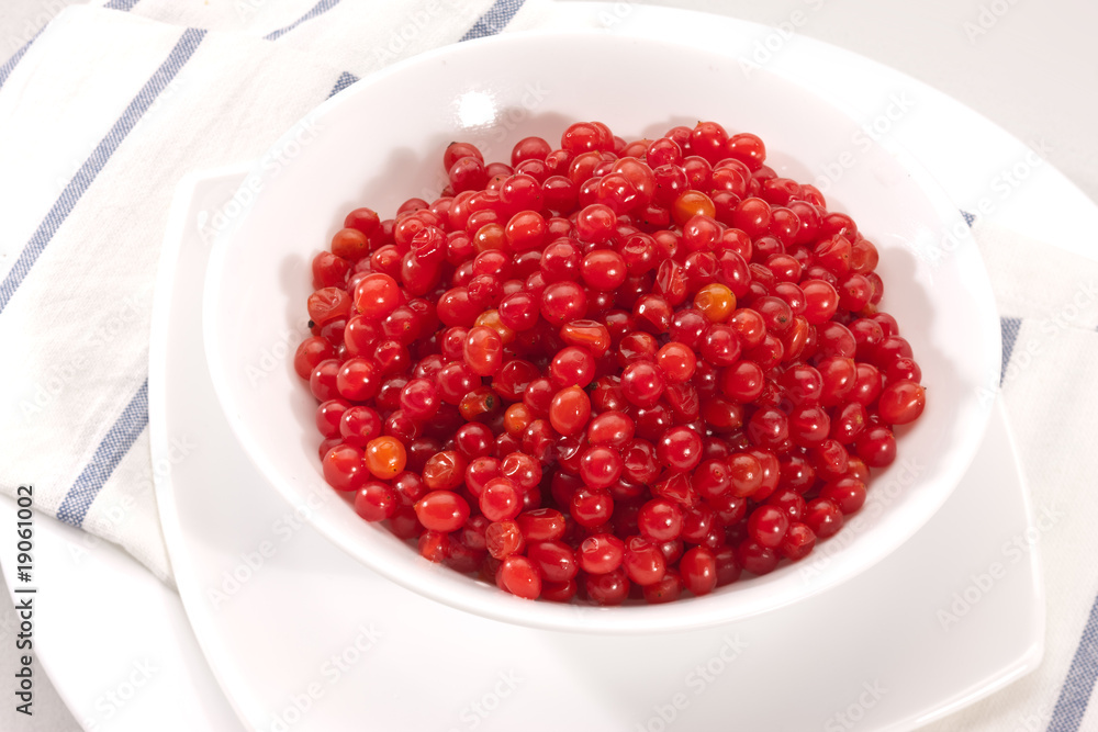 viburnum viburnum