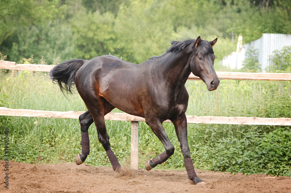 Fototapeta premium free horse