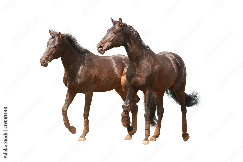 Obraz premium two horses on white