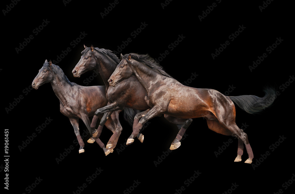 Fototapeta premium three horses on black