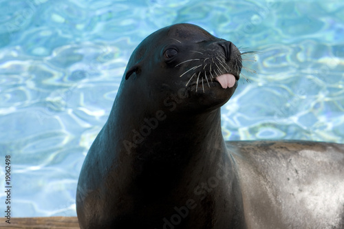 Funny Seal