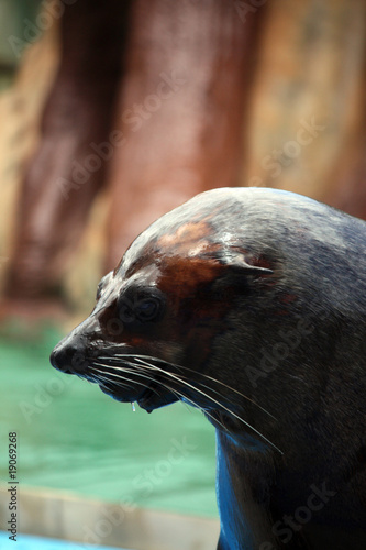 South-African Fur Seal