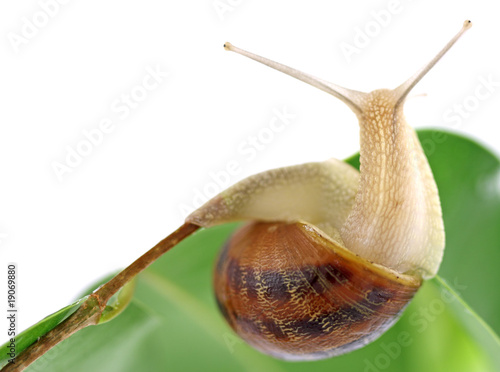 Obraz na plátně escargot trapéziste feuille ficus benjamina fond blanc