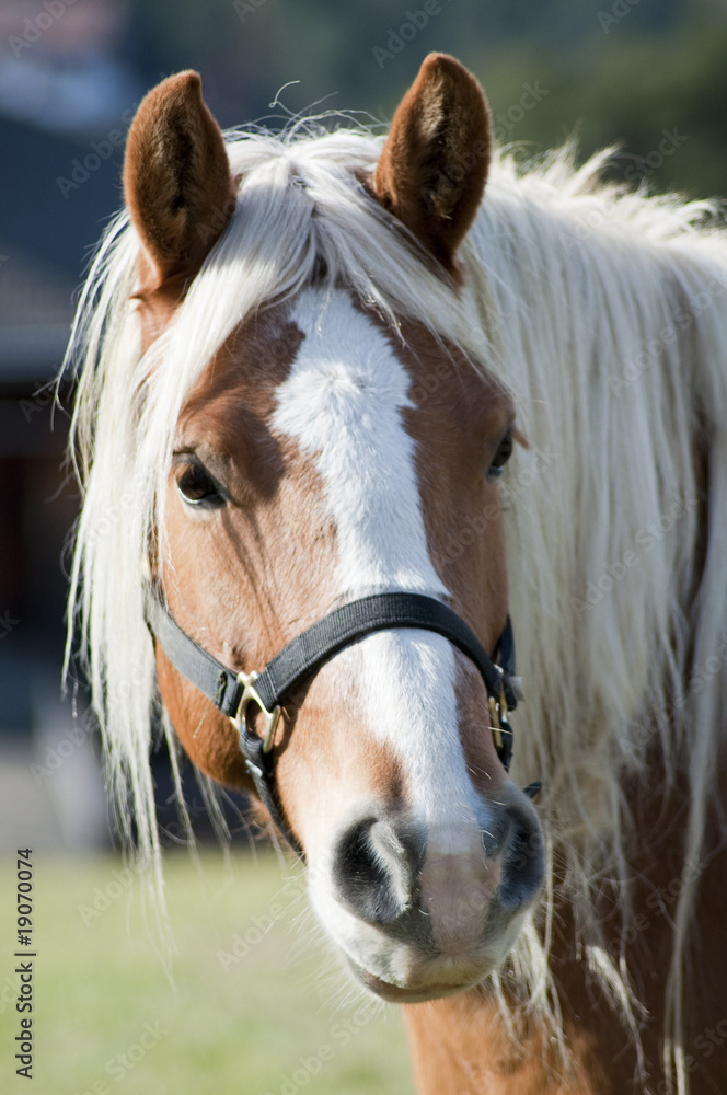 Naklejka premium Horse portrait