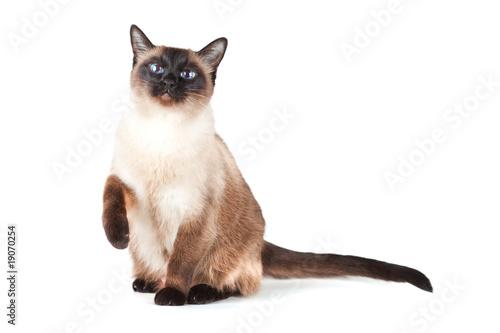 Siamese cat with blue eyes