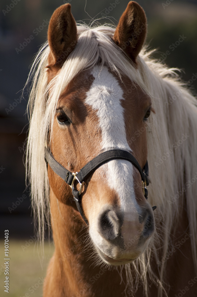 Obraz premium Horse portrait