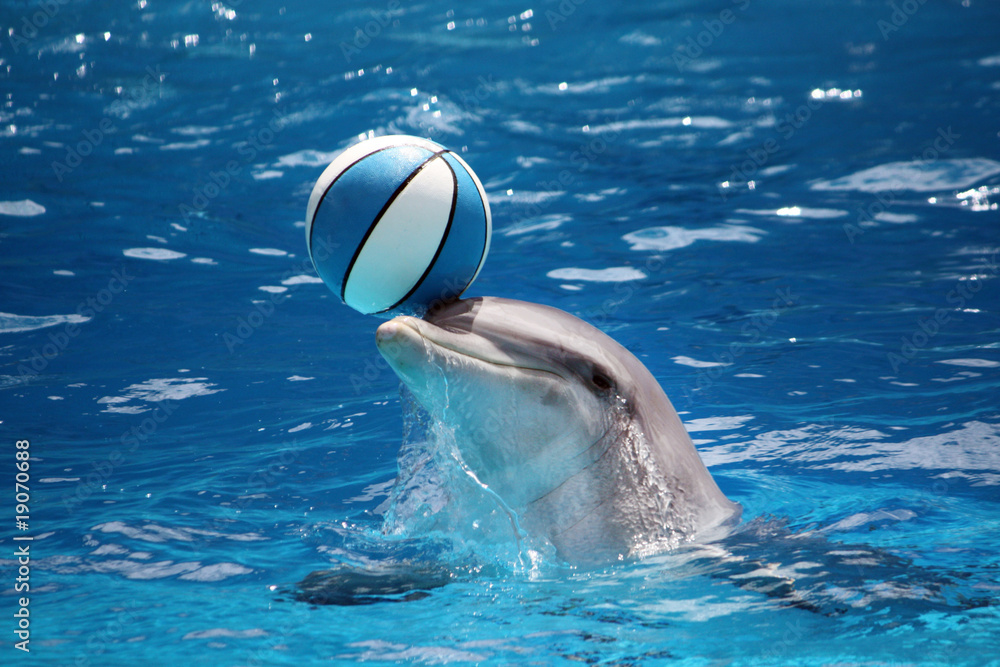 Naklejka premium Dolphin with ball