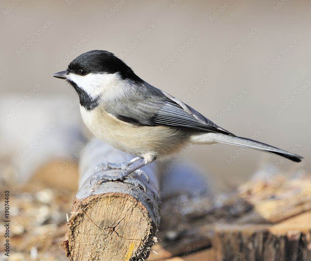 Fototapeta premium Black-capped Chickadee