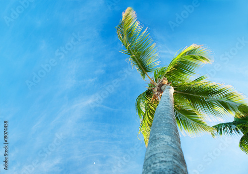 Palms and Caribbean sky