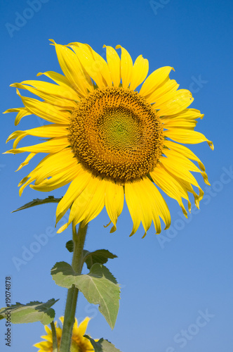 Sunflower on blue sky background