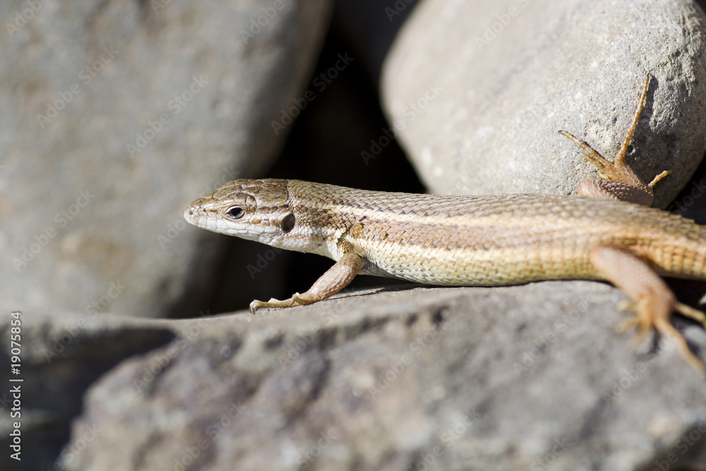 Iberian wall lizard Iberian wall lizard