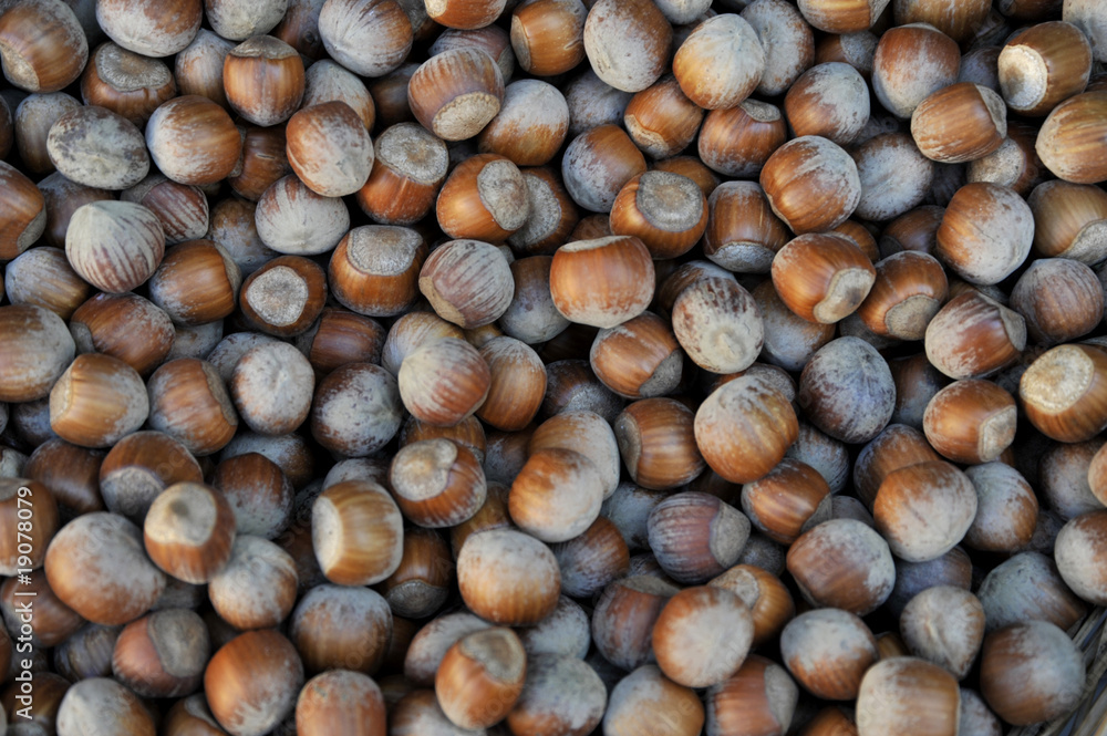 nocciole nocciole
