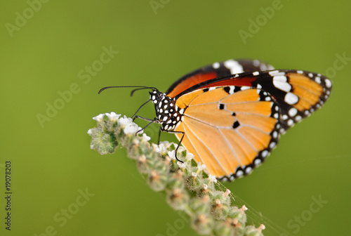 The Plain Tiger butterfly